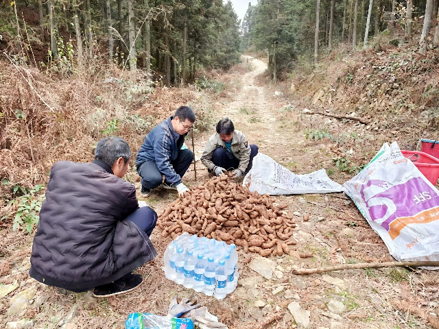 带领群众发展天麻产业_副本.jpg